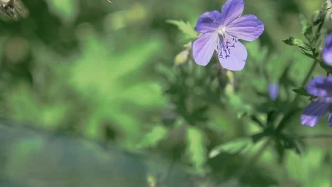The nature of Russia. Stock Footage 96347789