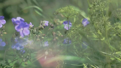 The nature of Russia. Stock Footage 96348239