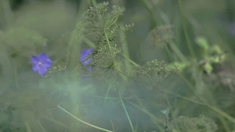 The nature of Russia. Stock Footage 96348334