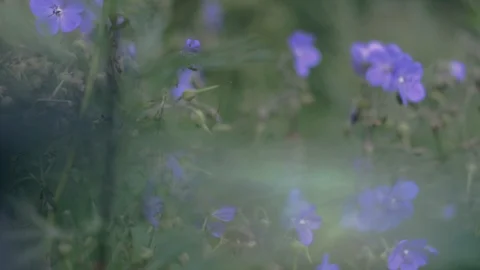 The nature of Russia. Stock Footage 96348451