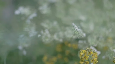 The nature of Russia. Stock Footage 96348917