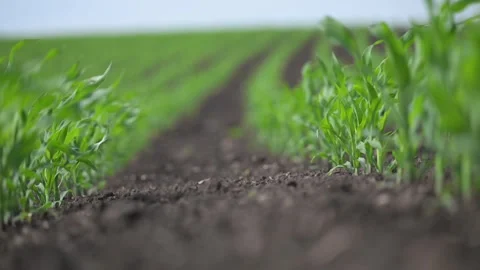 Nature s symmetry: green corn rows swaying under wind. Stock Footage 316107053
