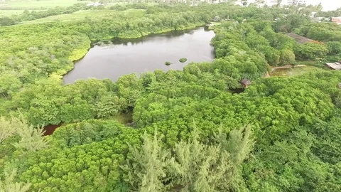 Nature Sanctuary in the Caribbean Stock Footage 88582083