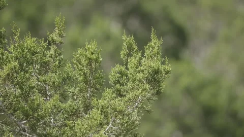 Nature scene of Ash Juniper Tree Details in the wind, protected habitat in Stock Footage 304121504