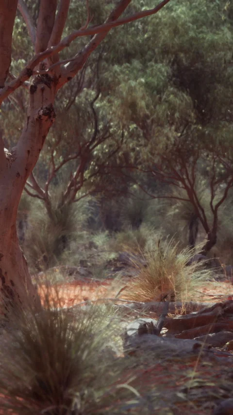 Nature scene in Australian outback with trees and grass during daytime Vídeos de archivo 338003439