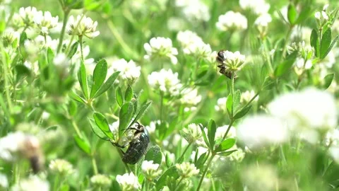 Nature Scene With Bees Insects And Blooming Flowers Stock Footage 344071615