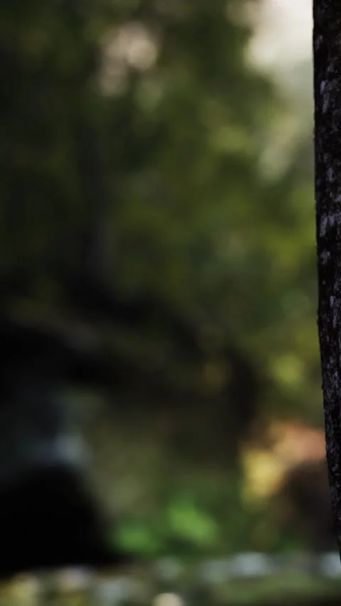 Nature scene with blurred background and a dark tree trunk near the river Stock Footage 340633904