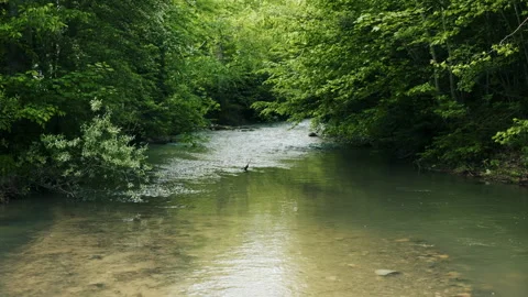 Nature scene with clean river. spring vacation in sunny valley of national park Stock Footage 331566988