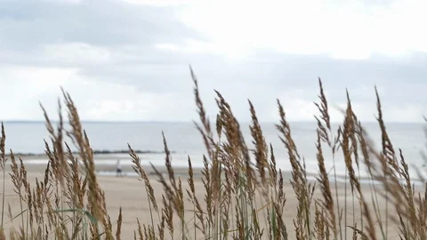 Nature scene on a cloudy day. Grass and grey sky Stock-Footage 114026508