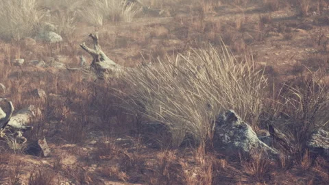 Nature scene with dry grass and rocks in a rocky area during daytime Stock Footage 340214672