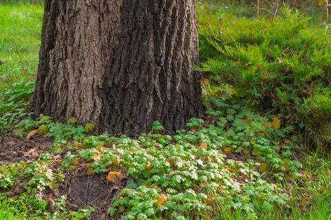 Nature scene featuring a large tree trunk surrounded by vibrant green plant.. Stock Photos