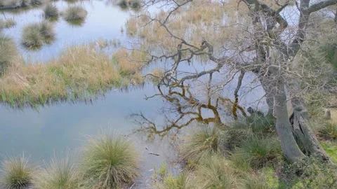 Nature scene in flood plain forest in Karacabey Bursa. Video stock 152916034
