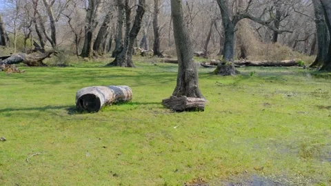 Nature scene in flood plain forest in Karacabey Bursa. Video stock 152916604