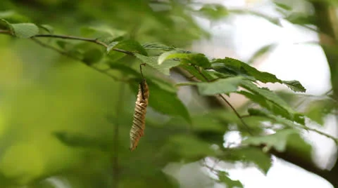 Nature scene Stock-Footage 26402255