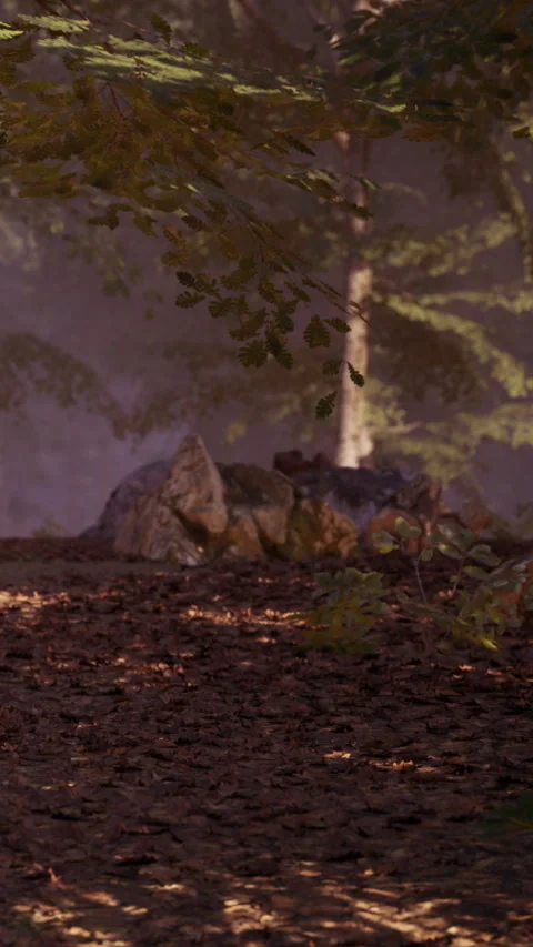 Nature scene in forest with rocks and trees during fall season Stock Footage 339770194