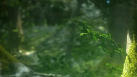 Nature scene with leaves and tree trunks in a forest during daylight Stock Footage 344279162