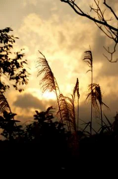 Nature scene Stock Photos