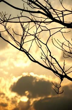 Nature scene Stock Photos