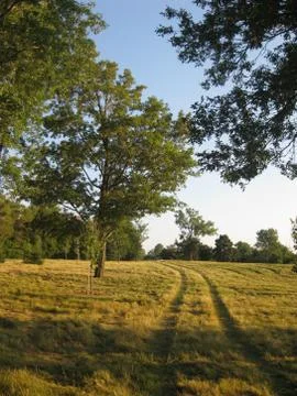 Nature Scene Stock Photos