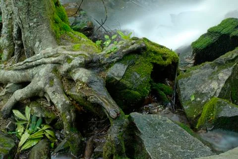 Nature Scene Stock Photos