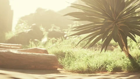 Nature scene with plants and sunlight in a garden setting Stock Footage 344278433