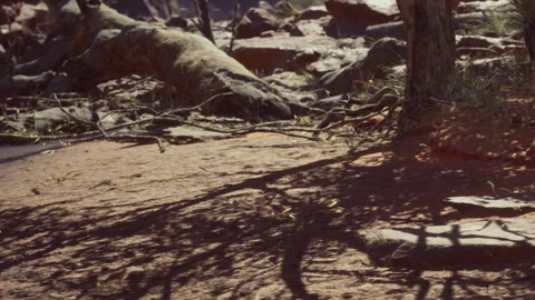 Nature scene with roots and shadows on rocky ground at midday 動画素材 340628773