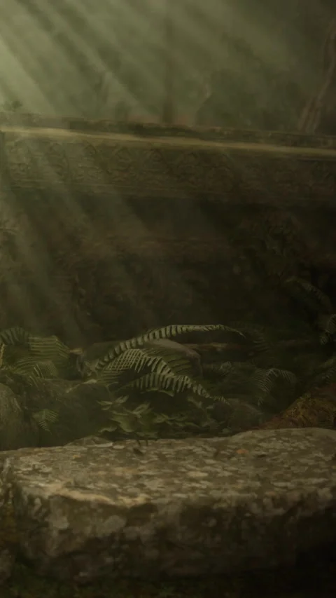Nature scene showing rocks and ferns in a dim light setting Stock Footage 346676986