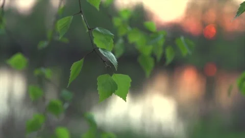 Nature scene. Spring landscape with sun. Beautiful nature tranquil scene Stock Footage 150198791