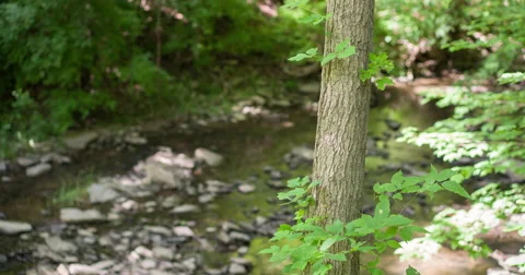 Nature scene with stream going through woods 4k Stock Footage 51945293