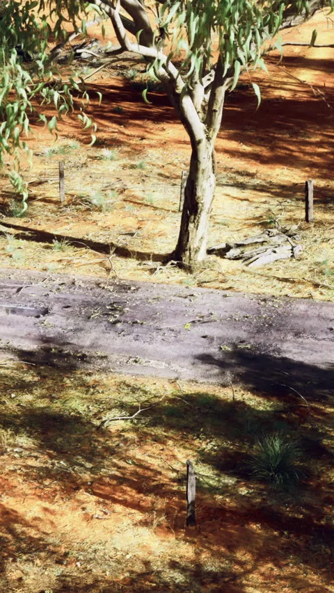 Nature scene with tree and dry ground in a rural area during daylight Stock Footage 334172371