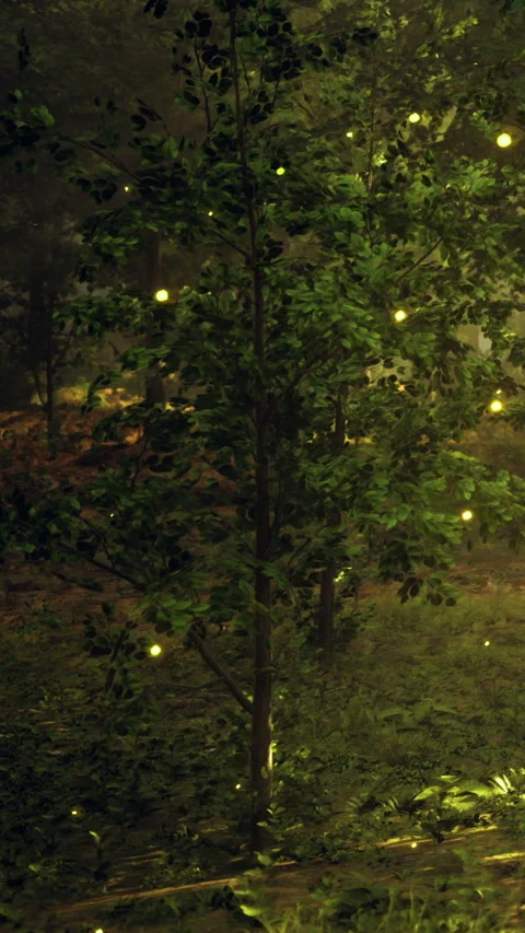 Nature scene with trees and fireflies in a forest at night during summer Stock Footage 331636451