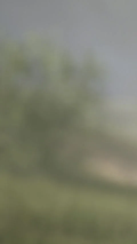 Nature scene with trees and grass in soft light during a cloudy day Stock Footage 339044121