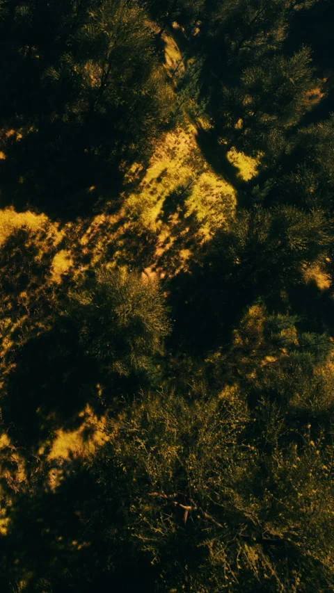 Nature scene with trees and grass in various shades from above Stock Footage 346758847