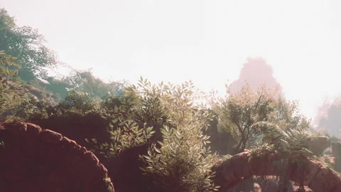 Nature scene with trees and light in the background during the day Stock Footage 345064382