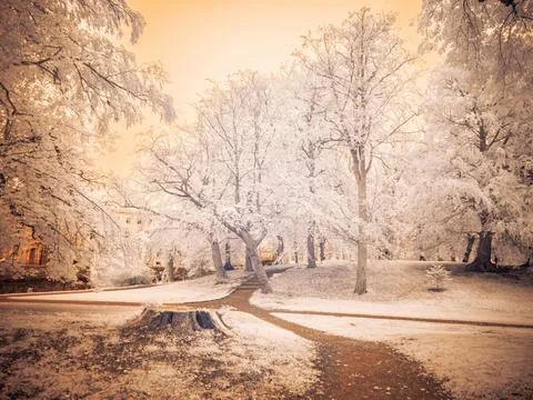 Nature scene with trees and paths in infrared photography showcasing near-i.. Stock Photos