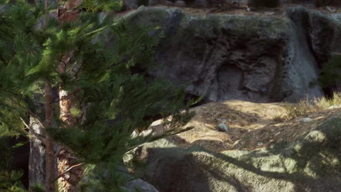 Nature scene with trees and rocks during daylight in a forest Stock Footage 343931757