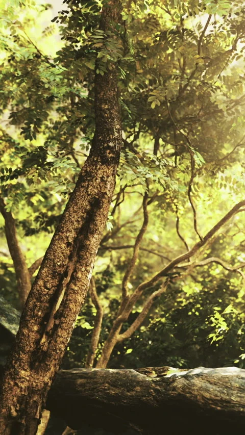 Nature scene vivid, Dramatic lighting enhances rustic beauty of wooded area Stock Footage 327774717