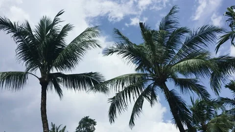 Nature scenery cloud tranquility natural beauty relaxation freedom wind sunny Stock Footage 233684448