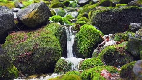 Nature Scenery, Tiny Mountain Waterfall Amidst Mossy Stones Stock Footage 258758721