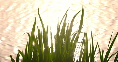 Nature scenery with tree blur Stock Footage 178258907