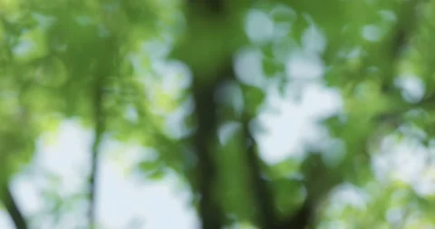 Nature scenery with tree blur Stock Footage 178716516