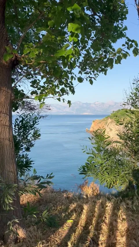 Nature scenery with tree by the coast and blue sea Stock Footage 336997725