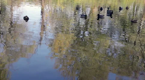 Nature Scenic Video stock 3954184
