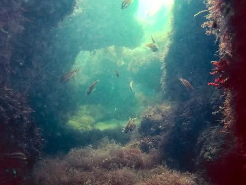 The nature of the seabed Foto stock