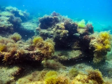 The nature of the seabed Foto stock