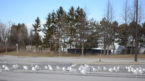 Nature Seagull 10 Video stock 129807600