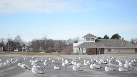 Nature Seagull 11 Video stock 129807643