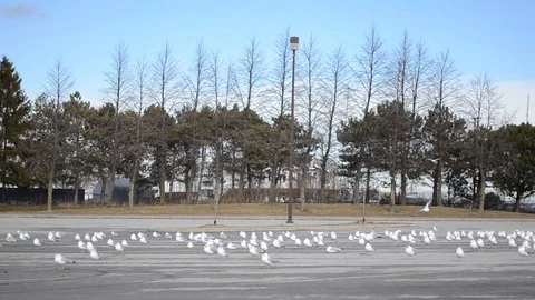 Nature Seagull 12 Video stock 129807734