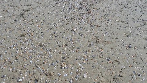 Nature Seashell Beach. Sands Ocean, strewn with seashells. 4k, slow motion. Stock Footage 82146581
