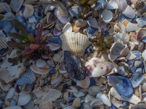 Nature on the seaside Stock Photos